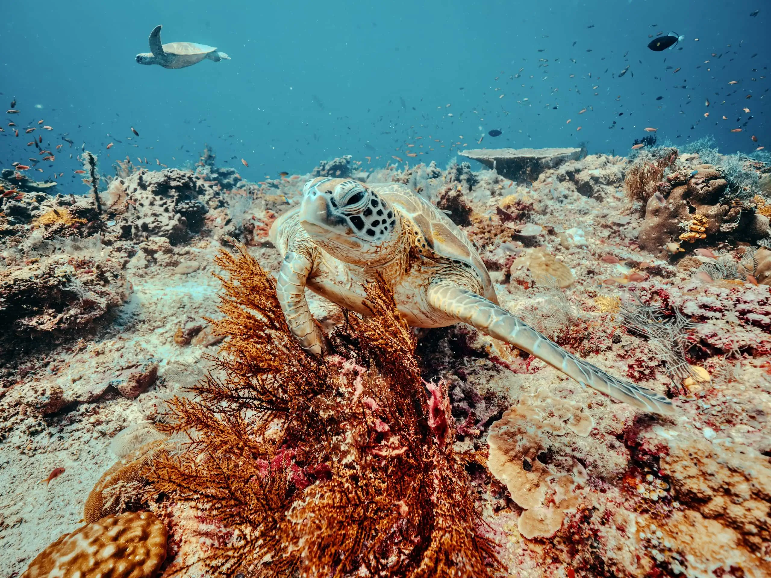 Tauchen in Semporna: Highlights, Unterwasserwelt & Tipps 14 Eine Schildkröte im flachen Riff auf Korallen beim Tauchen in Sipadan