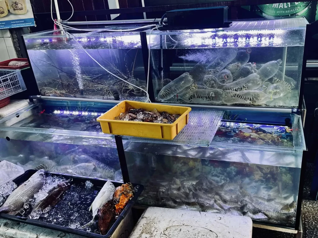 Visiting Semporna: What to Know Before You Dive or Transit 8 Various marine creatures in aquariums at the seafood restaurant in Semporna