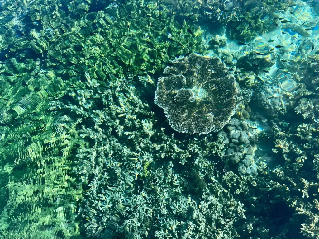Visiting Semporna: What to Know Before You Dive or Transit 4 A coral reef in the crystal-clear waters of Semporna
