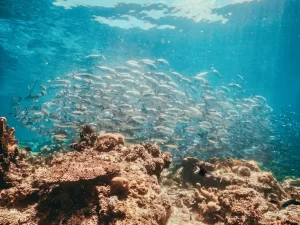 Ein riesiger Schwarm Makrelen im flachen Wasser in Sipadan