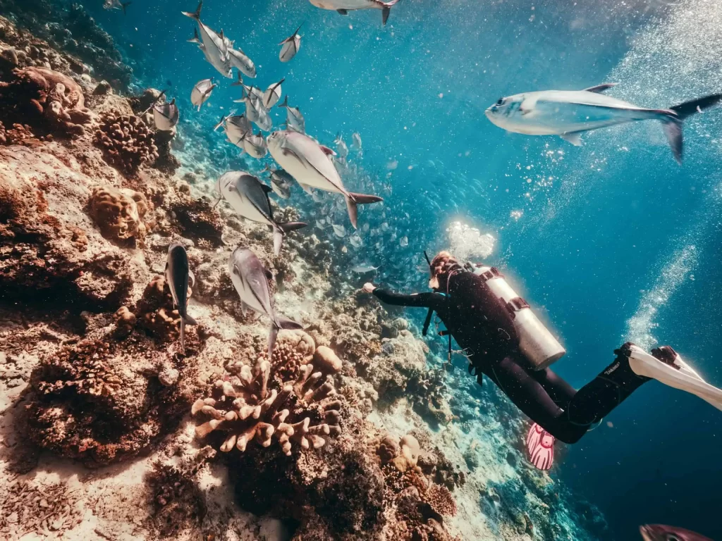 Diving Sipadan: A Complete Guide to Malaysia’s Top Dive Destination 14 Doris surrounded by a large school of jackfish while diving in Sipadan