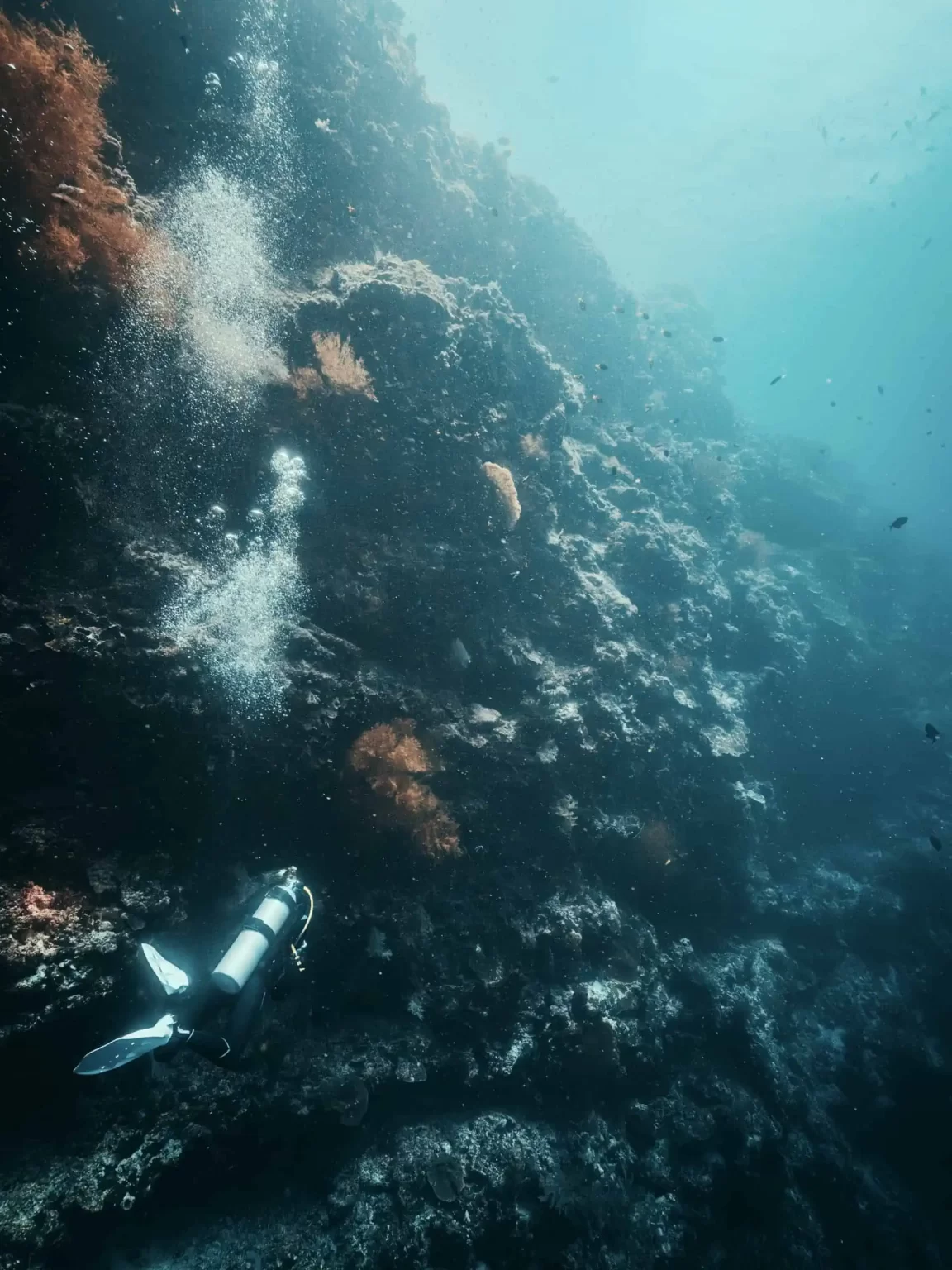 Diving Sipadan: A Complete Guide to Malaysia’s Top Dive Destination 6 Doris diving along a wall in Sipadan covered with corals, steeply dropping into the depths