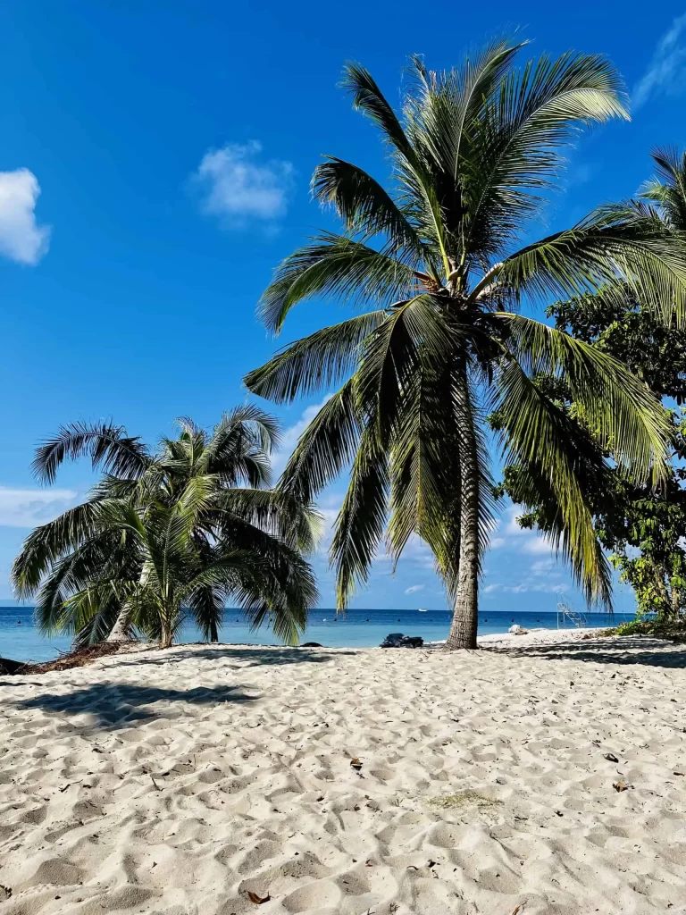 Diving Sipadan: A Complete Guide to Malaysia’s Top Dive Destination 8 The beach at Sipadan with two big palm trees