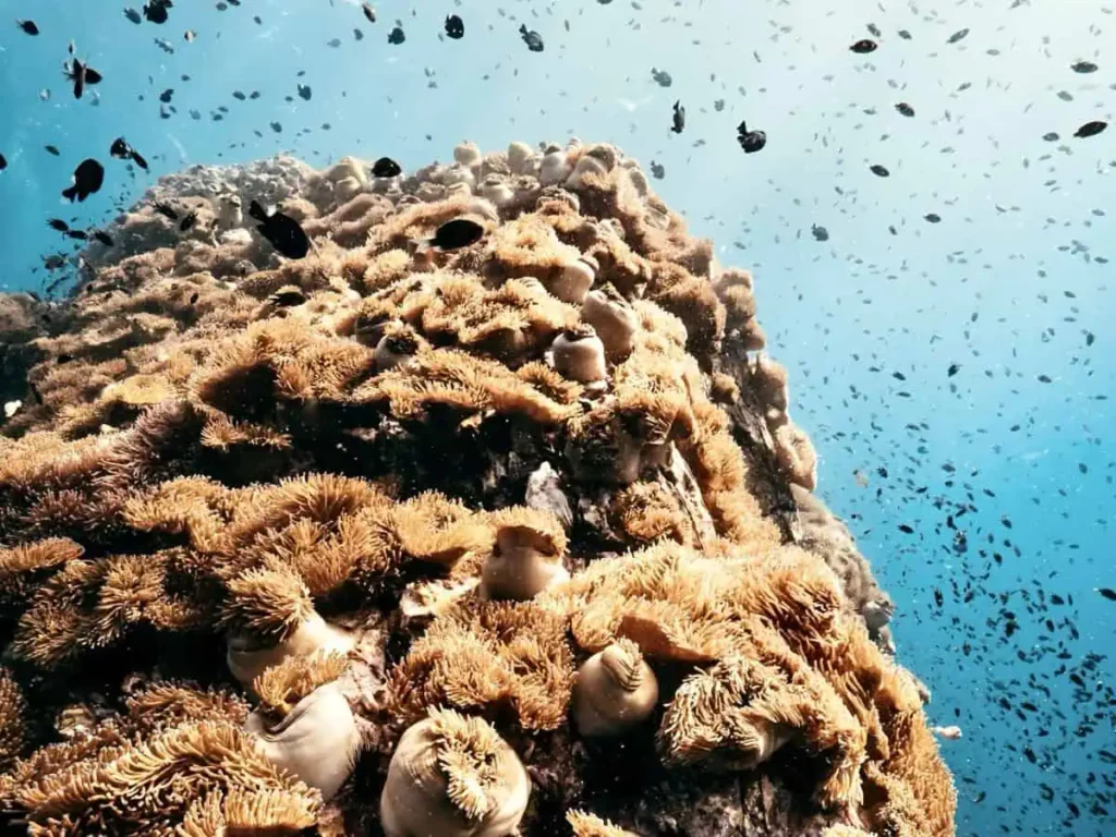 Die besten Tauchplätze auf Koh Tao (Guide einer Tauchlehrerin) 1 Dichte Ansammlung goldener Seeanemonen an einem Riffhang auf Koh Tao, umgeben von schwarzen und silbernen Rifffischen. Die klare Sicht deutet auf die beste Zeit zum Tauchen auf Koh Tao hin.