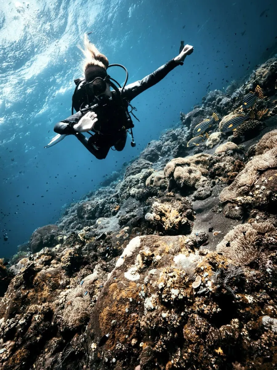 Tauchen in Tulamben: Dein umfassender Guide für 2025 4 Ein Taucher schwimmt über ein lebendiges Korallenriff in Tulamben, einem der besten Orte zum Tauchen auf Bali. Das Riff ist mit gelben Gorgonien und verschiedenen Hartkorallen gefüllt.