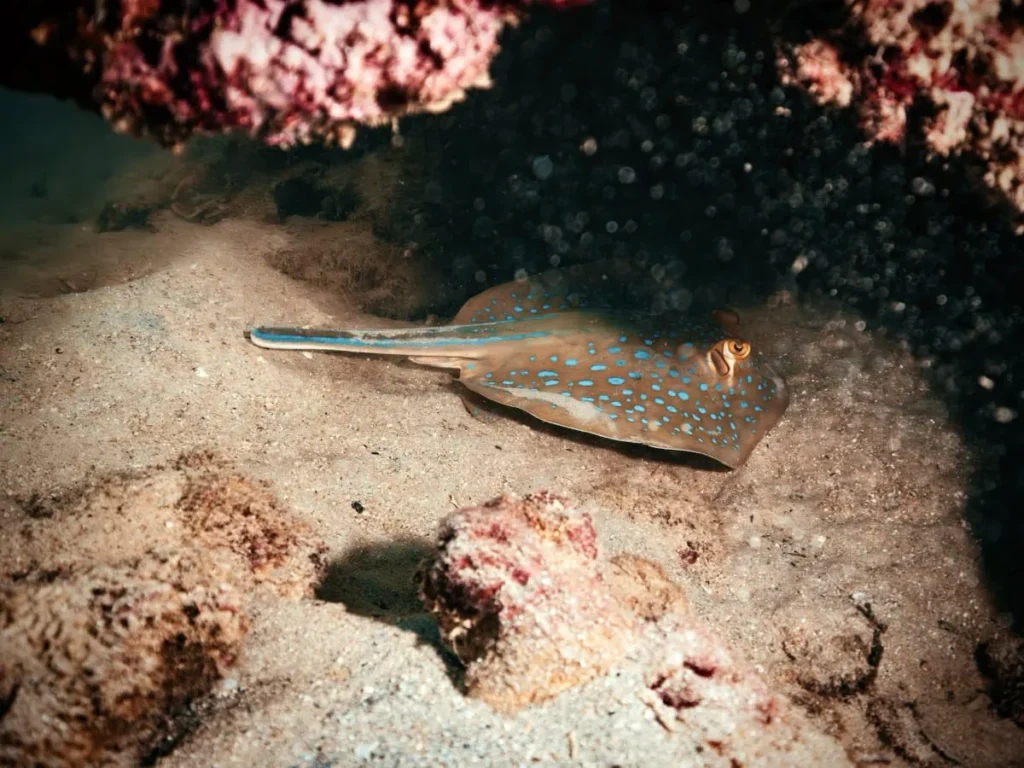 Die besten Tauchplätze auf Koh Tao (Guide einer Tauchlehrerin) 5 Ein Blaupunktrochen liegt getarnt auf sandigem Grund unter einem dunklen Felsüberhang am Tauchplatz White Rock bei Koh Tao. Die feinen blauen Punkte und die ruhige Szene zeigen die Vielfalt und besonderen Begegnungen diesen beliebten Tauchplatzes.