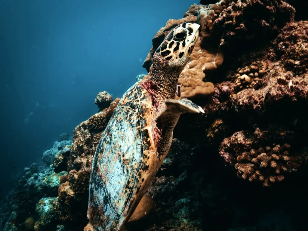 A sea turtle with a patterned shell swims gracefully near a coral reef in Tulamben. Spotting turtles is one of the highlights of snorkeling at the liberty wreck.