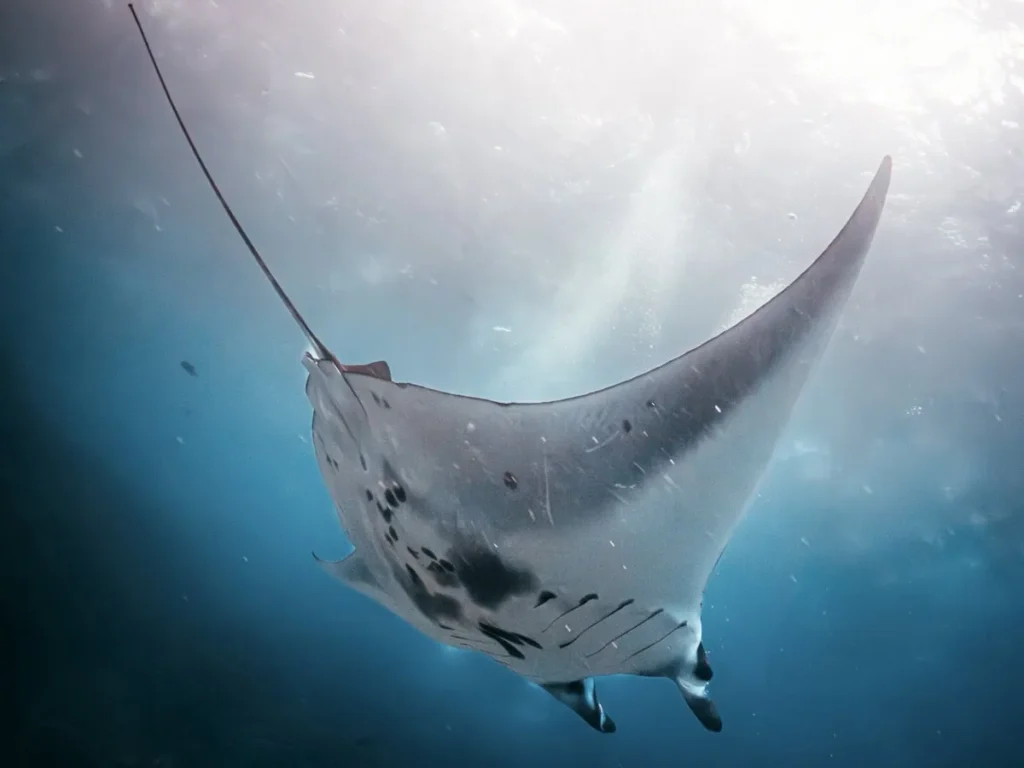 Majestic manta ray gliding through clear blue waters, a highlight of diving in Nusa Penida.