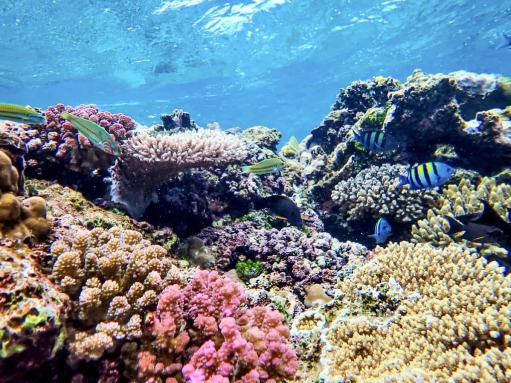 Best Snorkeling Spots in Nusa Penida + Safety Tips 4 Vibrant corals and tropical fish at a shallow reef, one of the best snorkeling spots in Nusa Penida.