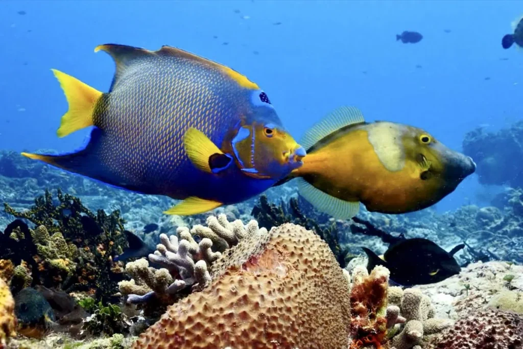 Best Snorkeling Spots in Nusa Penida + Safety Tips 5 A pair of colorful tropical reef fish swim above hard corals in the waters of Nusa Penida.
