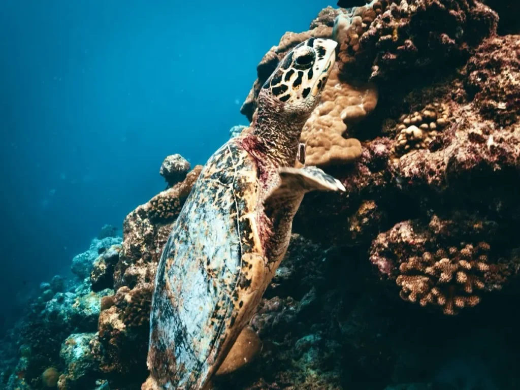 Best Snorkeling Spots in Nusa Penida + Safety Tips 7 A sea turtle swims past a vibrant coral wall in the clear waters of Nusa Penida, a top snorkeling destination.