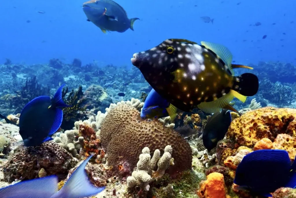 Best Snorkeling Spots in Nusa Penida + Safety Tips 9 A black-spotted triggerfish swims through coral with vibrant blue surgeonfish nearby in Nusa Penida.