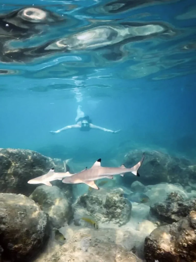 Schnorcheln auf Koh Tao: 7 Spots, die sich wirklich lohnen 3 Ein Schnorchler schwimmt knapp über zwei Schwarzspitzen-Riffhaien, die ruhig über Felsen im klaren, seichten Wasser gleiten, eines der Highlights beim Schnorcheln auf Koh Tao.
