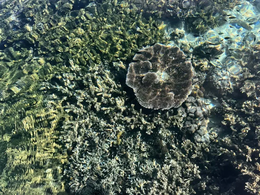 Shallow coral reef seen from above through clear water near Semporna. Different coral formations create a textured pattern beneath the rippling surface.
