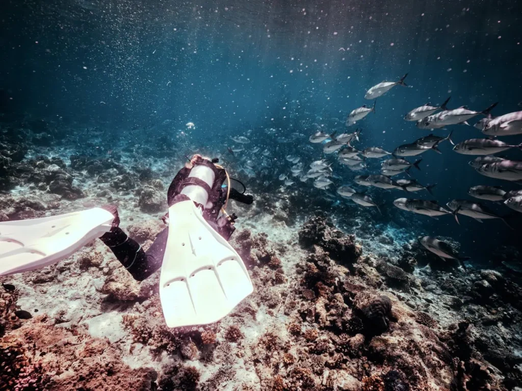 Scuba diver approaching a large school of jackfish moving over a coral reef during diving in Sipadan. The clear blue water and dense fish school show the rich marine life found around the island.