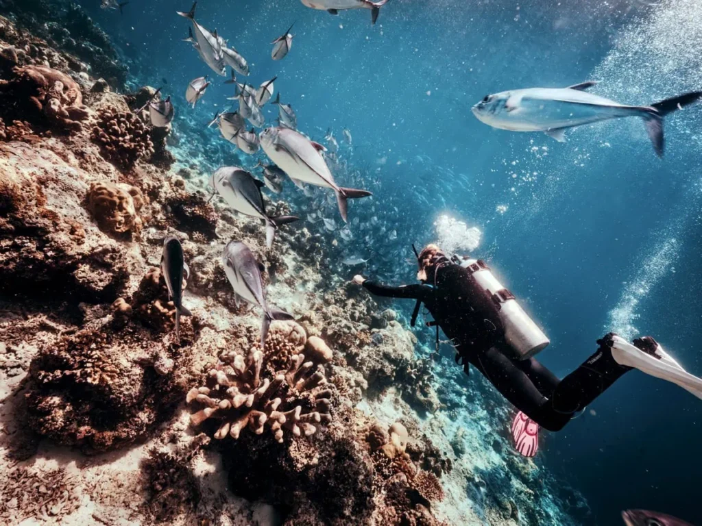Sipadan Dive Sites: Which Ones Are Worth Your Permit? 4 Scuba diver swimming alongside a school of jackfish above a shallow reef at South Point, one of Sipadan's most popular dive sites. Silver fish move through the blue water while the diver explores the reef.