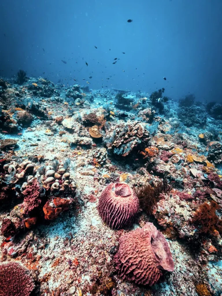 Tropical coral reef with sponges and coral fish at a dive site near Semporna.