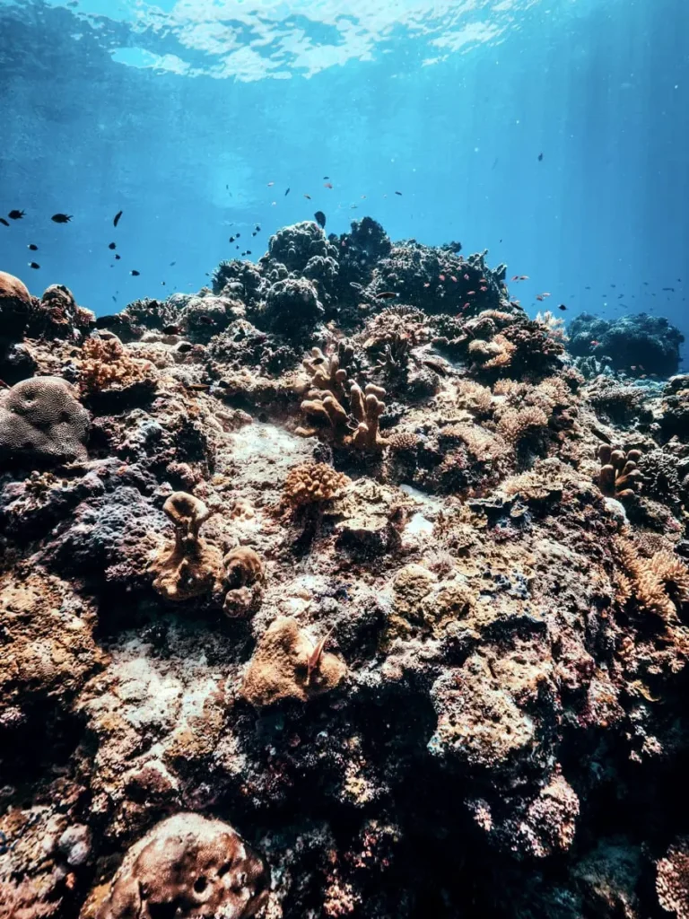 Sipadan Dive Sites: Which Ones Are Worth Your Permit? 6 Sunlit coral reef plateau with scattered tropical fish at Hanging Gardens dive site in Sipadan. Clear turquoise water and healthy coral formations show the vibrant marine life found while diving in Sipadan.
