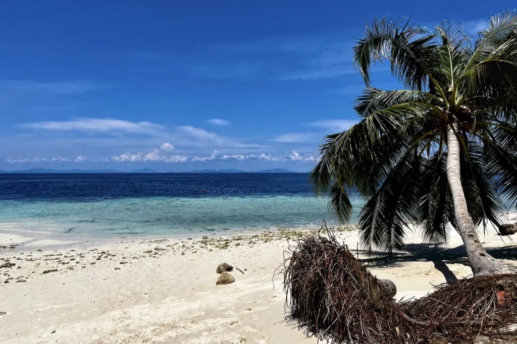 White sandy beach with a leaning palm tree and turquoise water on Sipadan Island highlighting the remote tropical setting of this protected dive destination.