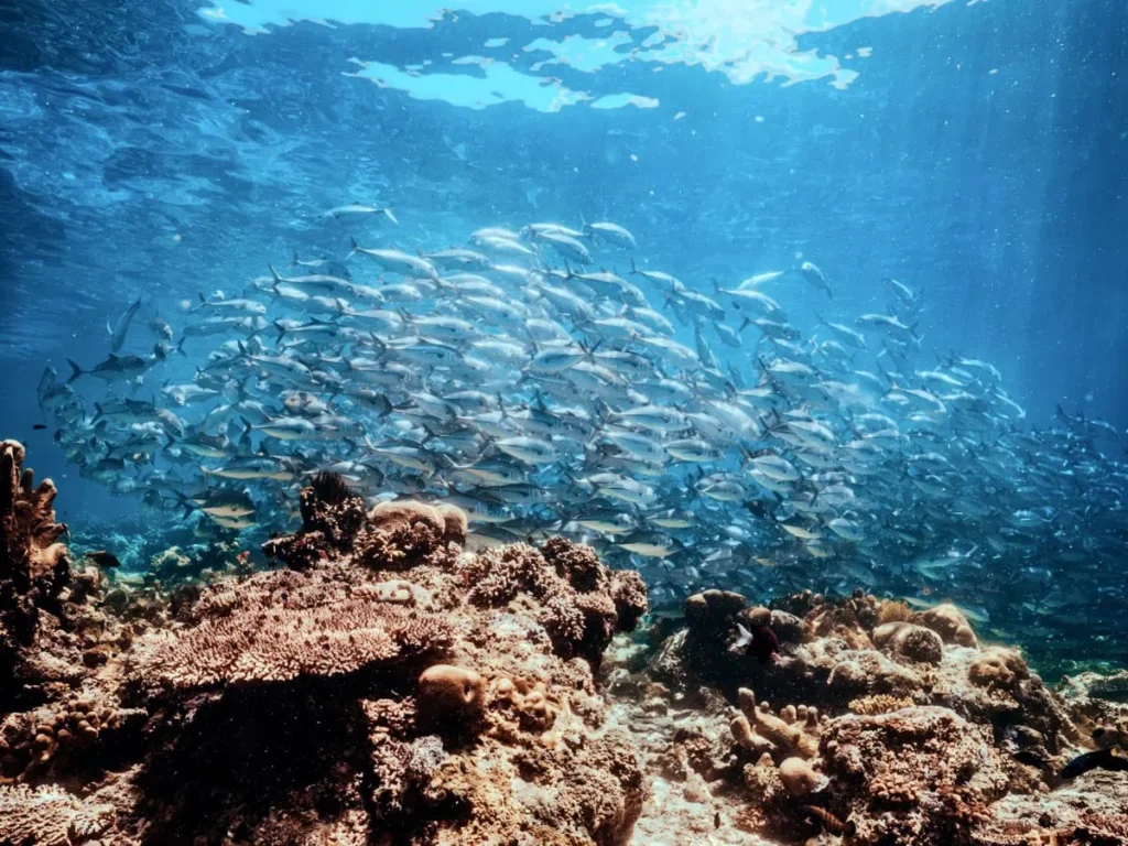 Sipadan Dive Sites: Which Ones Are Worth Your Permit? 1 Large school of jackfish swimming above a coral reef while diving in Sipadan. Sunlight filters through clear blue water as the fish move together over the reef.