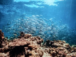 Large school of jackfish swimming above a coral reef while diving in Sipadan. Sunlight filters through clear blue water as the fish move together over the reef.
