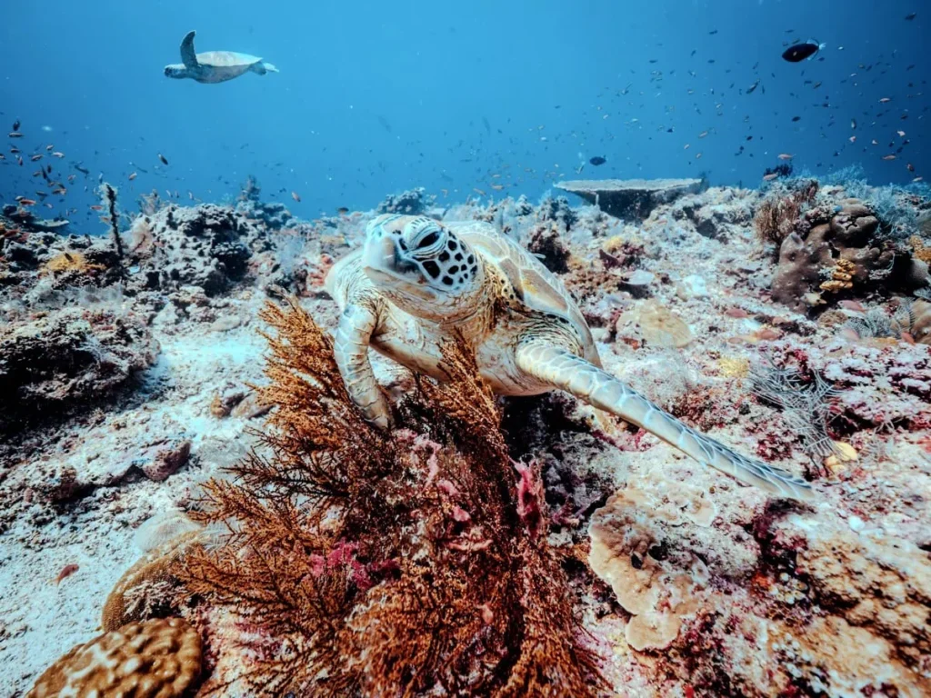 Green sea turtle resting on a colorful coral reef surrounded by small tropical fish during diving in Sipadan. Another turtle swims in the background above the reef.
