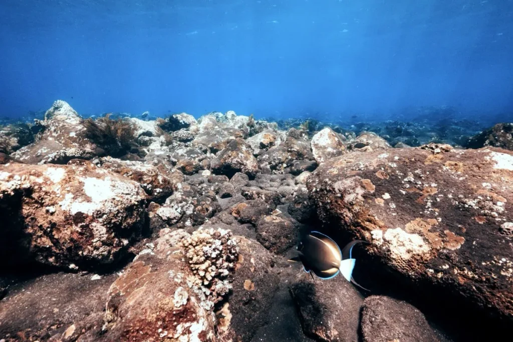 Rocky reef and volcanic black sand seafloor at Suci Place in Tulamben with a reef fish swimming between coral covered stones. Clear blue water stretches into the distance, showing the rugged underwater landscape snorkelers can explore in Tulamben.